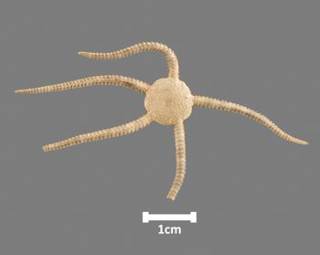 Media type: image;   Invertebrate Zoology OPH-4025 Aspect: dorsal